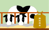 飼料用米のイラスト