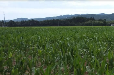 飼料用とうもろこし