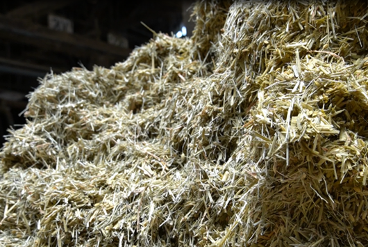 二番穂（ひこばえ）を利用した稲WCS