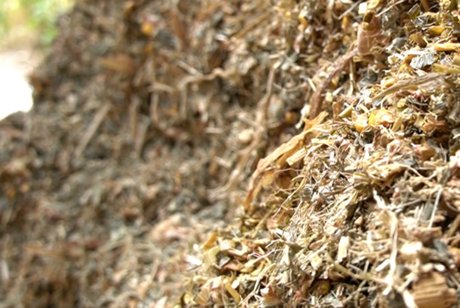 飼料用とうもろこしサイレージ