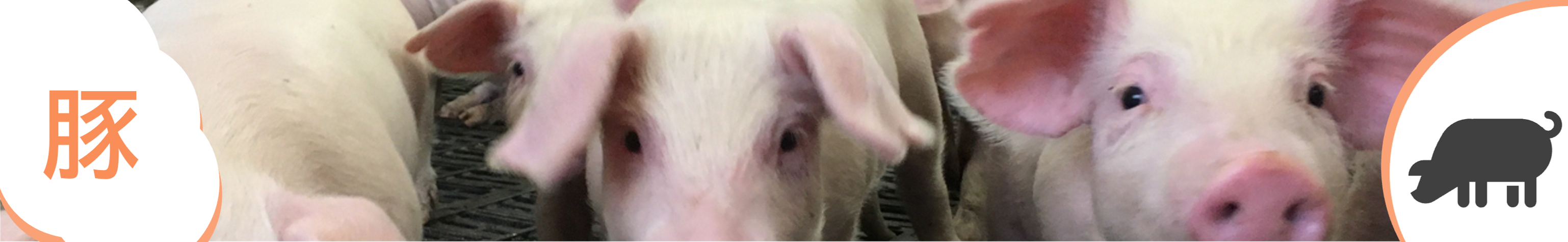 豚トップ画像
