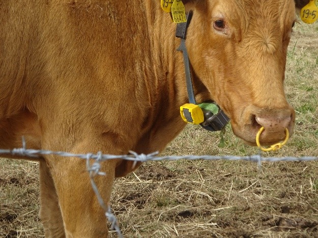 放牧1 - コピー.jpg