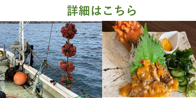 詳細はこちら