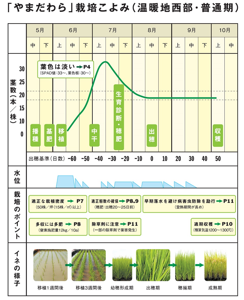 業務・加工利用向け水稲品種「やまだわら」多収栽培マニュアル：農林水産省