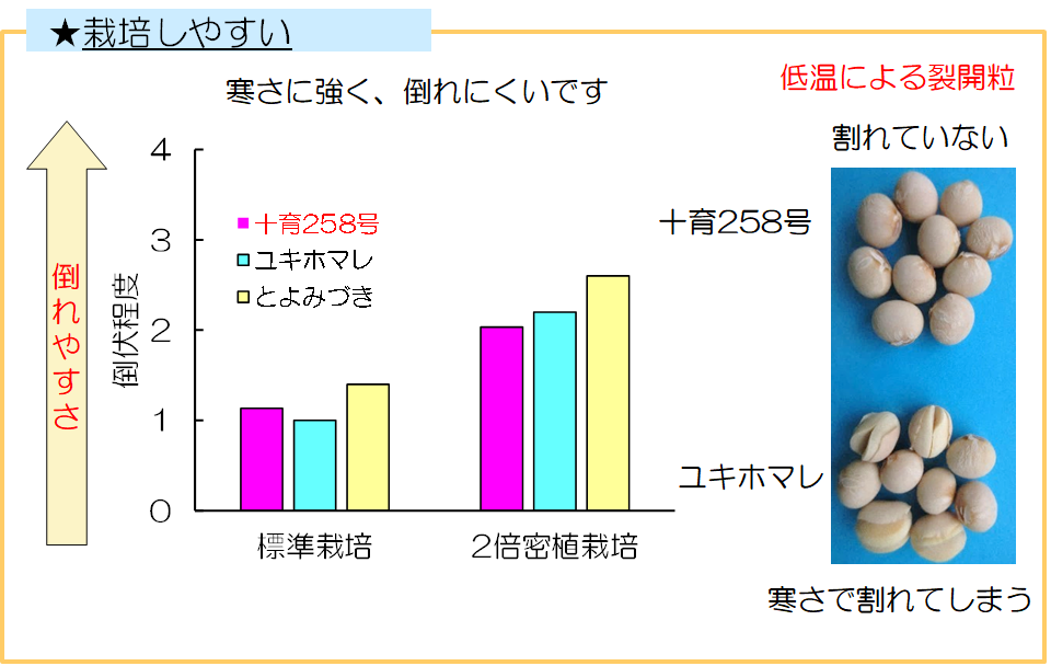 低温・倒伏耐性の比較グラフ