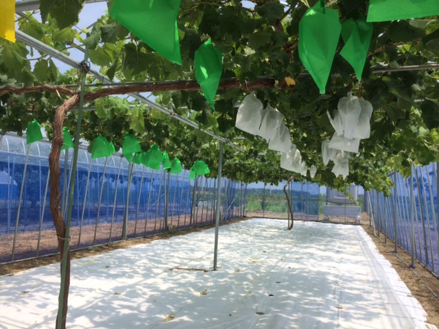 光反射シートを樹下全面に敷設した試験区の写真