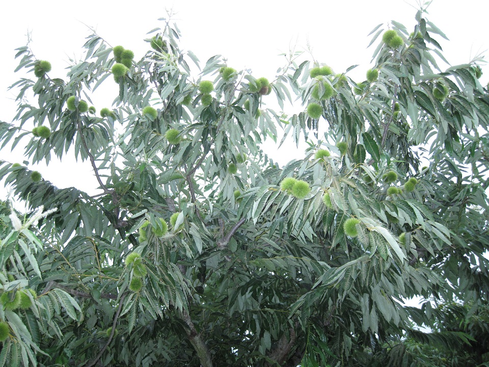 美玖里の結実状況の写真