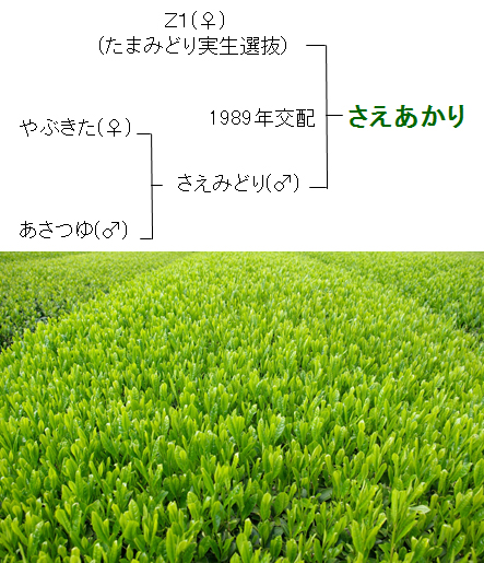 育成系統図と一番茶園相の写真