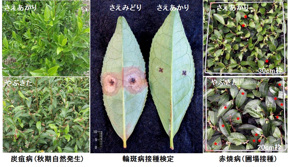 病害抵抗性の比較の写真
