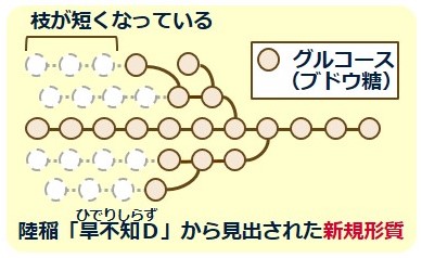 短鎖アミロペクチンの構造