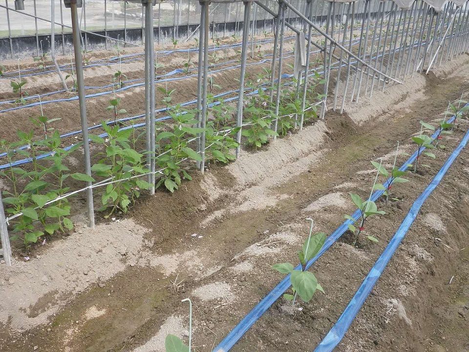 施設で植えたゴマの写真