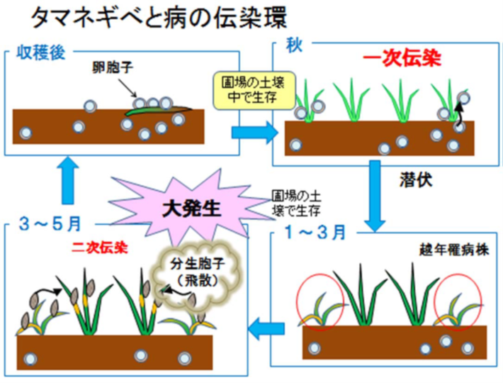 べと病の伝染環