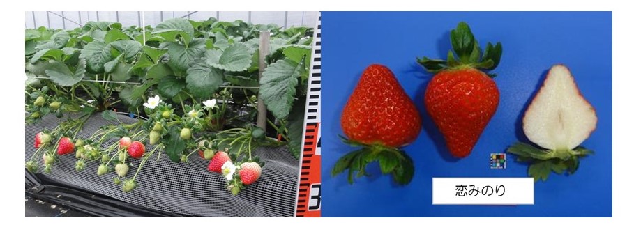 着果と果実の写真