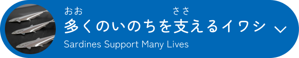 多くのいのちを支えるイワシ