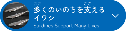 多くのいのちを支えるイワシ
