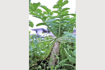 練馬大根