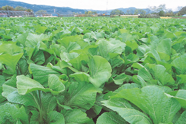 青菜漬