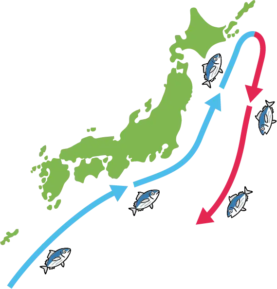魚の回遊イメージ