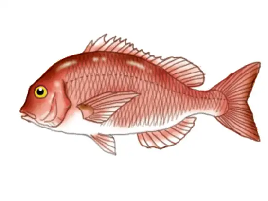 鯛