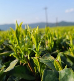 日本茶