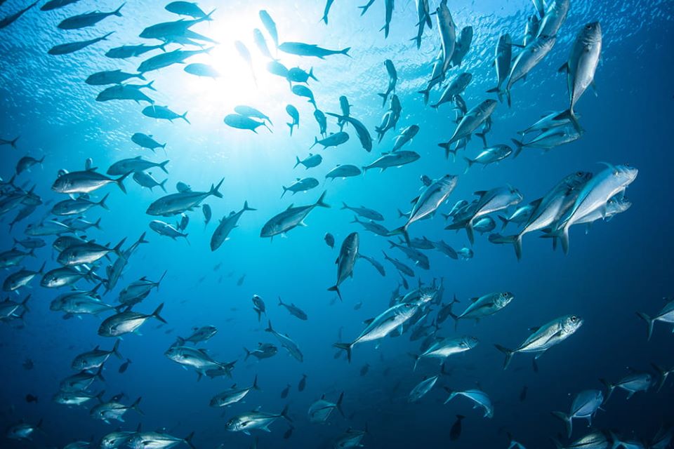海