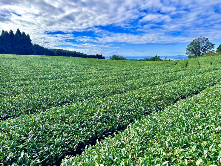tea production
