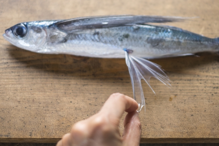 Smoked flying fish