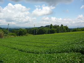 Yamato Tea