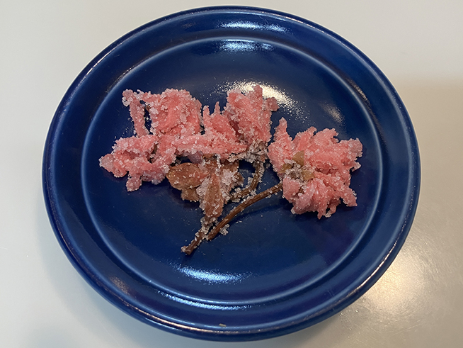 桜の花漬け
