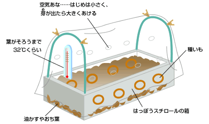 苗を作るための箱