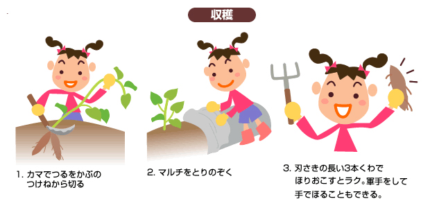 収穫の手順