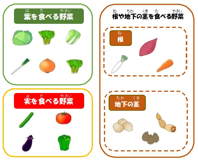 野菜の分類