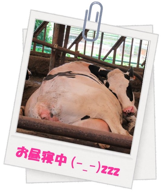 牛画像4