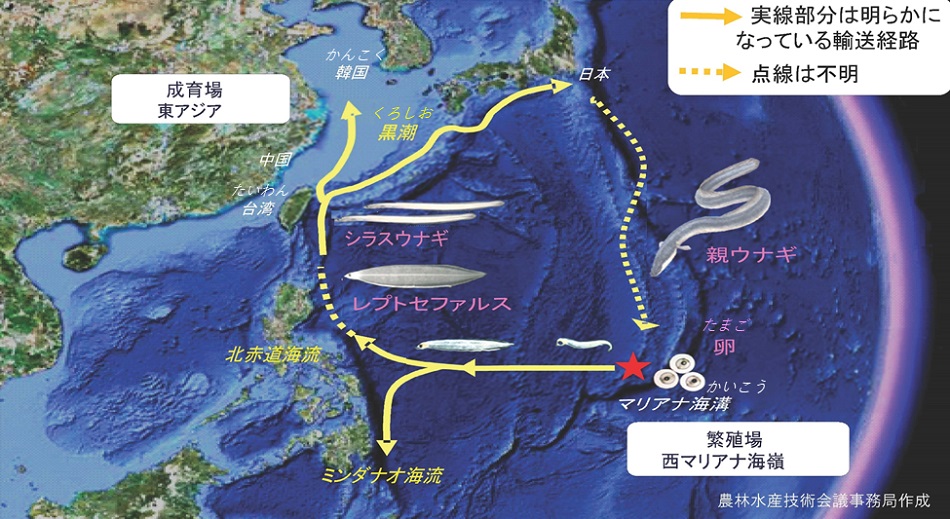 ニホンウナギが日本などへやってくるまでのイメージ図