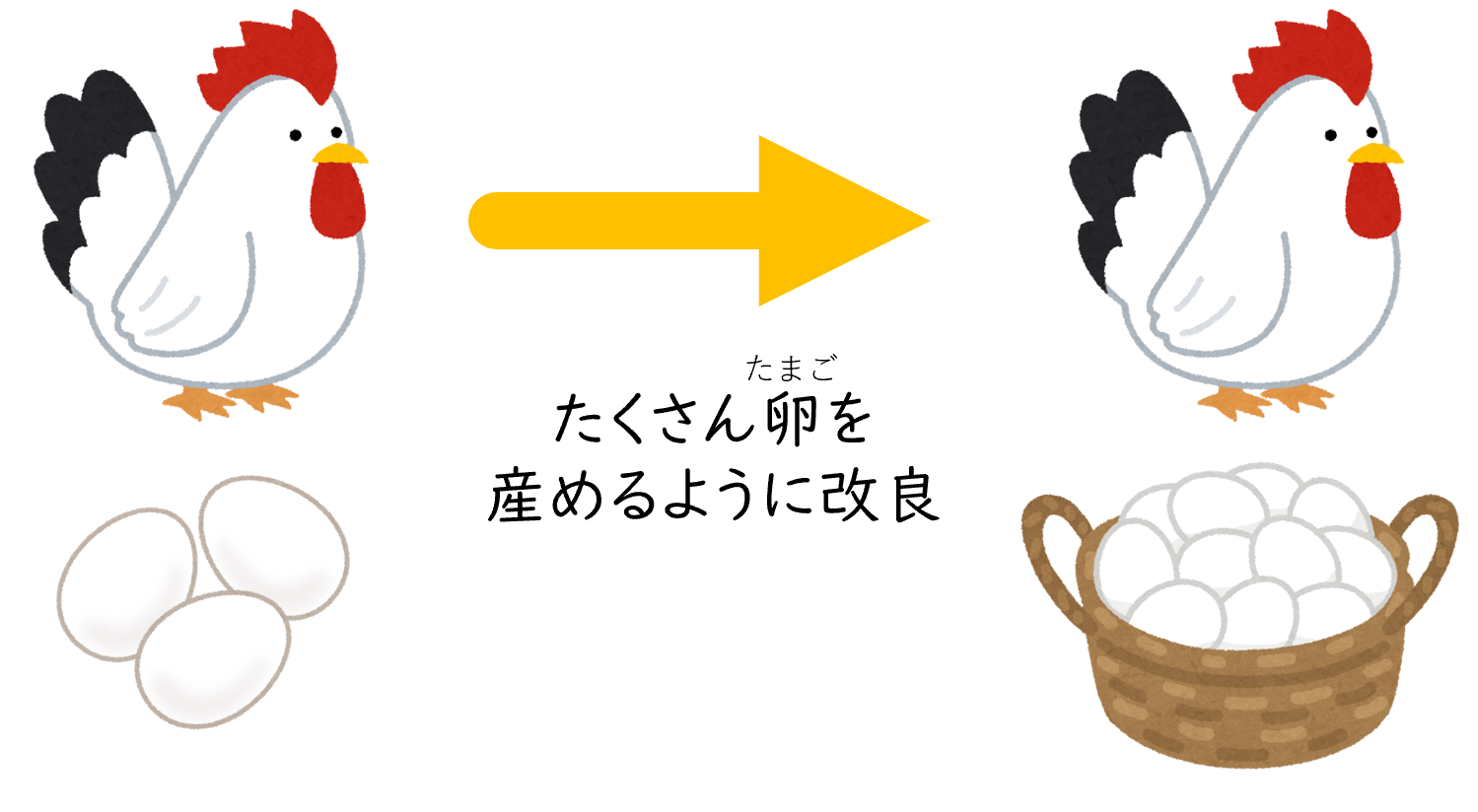 ニワトリの改良