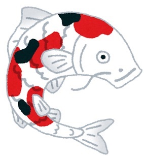 ニシキゴイ