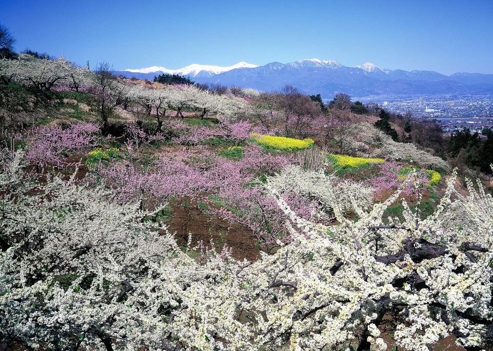 峡東地域