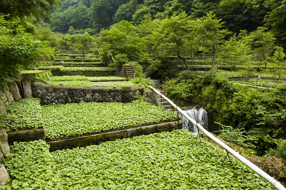 わさび栽培地域