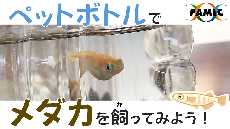メダカの写真