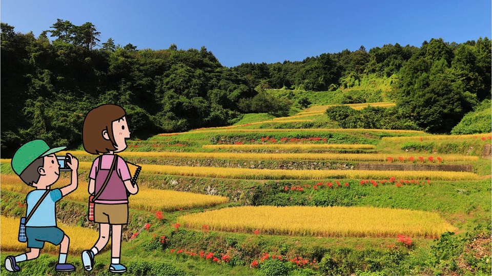 黄金色の棚田