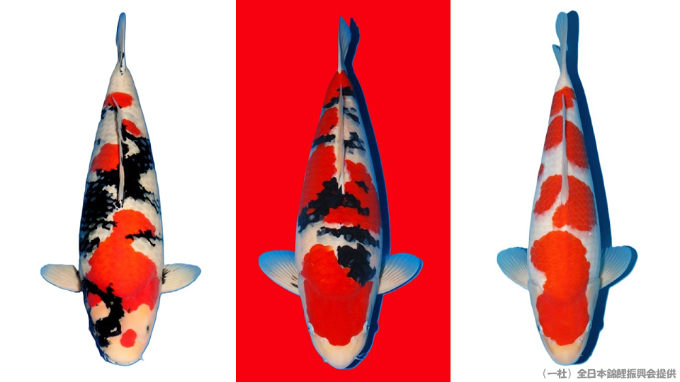 ３匹の鯉
