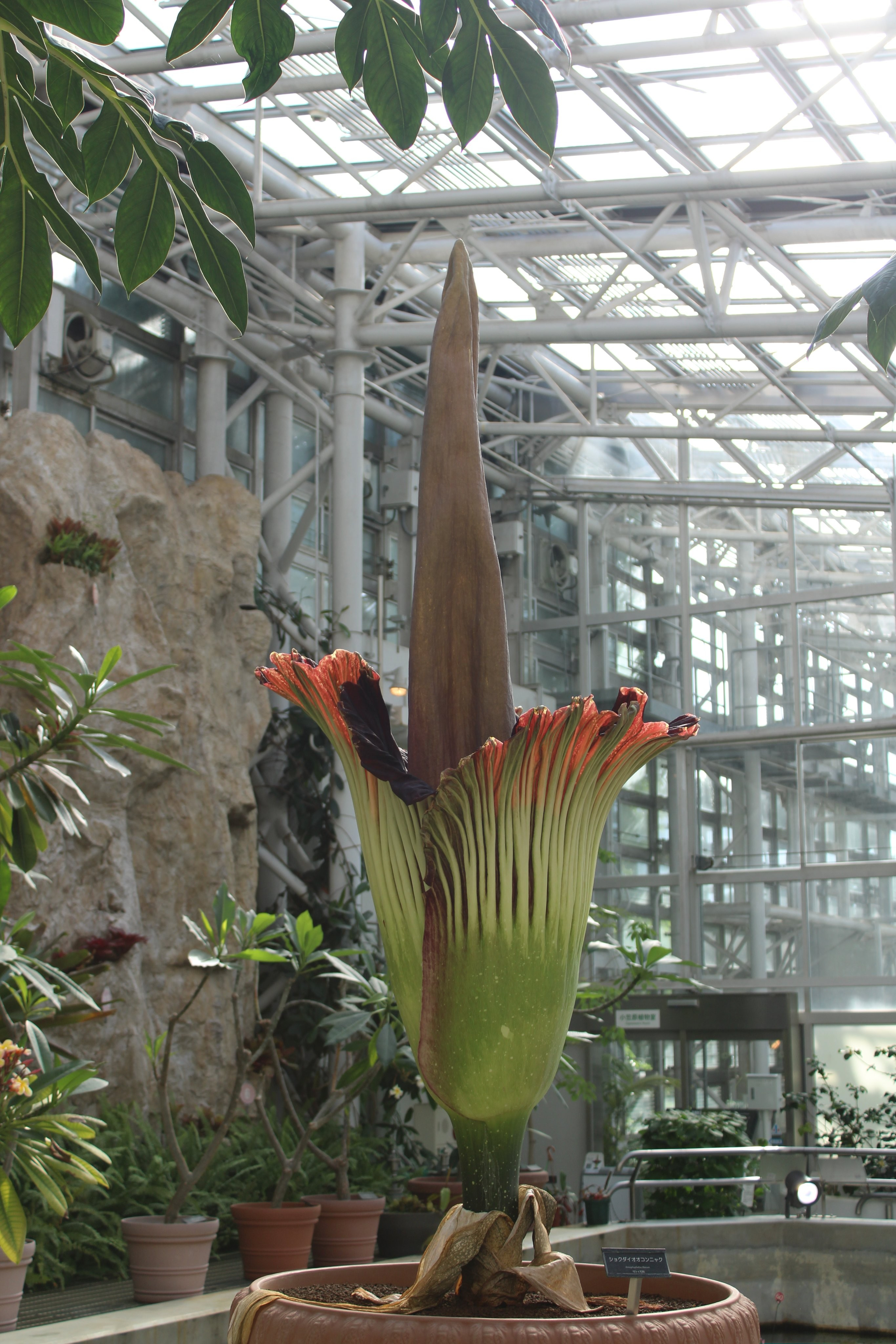 ショクダイオオコンニャクの写真。写真提供:公益財団法人東京都公園協会