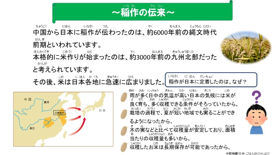 中国から日本に稲作が伝わったのは約6000年前の縄文時代前期といわれています。本格的に米作りが始まったのは約3000年前の九州北部だったと考えられています。その後、米は日本各地に急速に広まりました。稲作が日本に定着したのは、①温暖多雨な気候が米の育成に適していたこと、②栽培を通じて短い夏でも実る品種になったこと、③木の実より収穫量が安定して面積当たりの収穫量が多いこと、④収穫したお米は長期保存が可能であること、の4つが主な理由としてあげられます。
