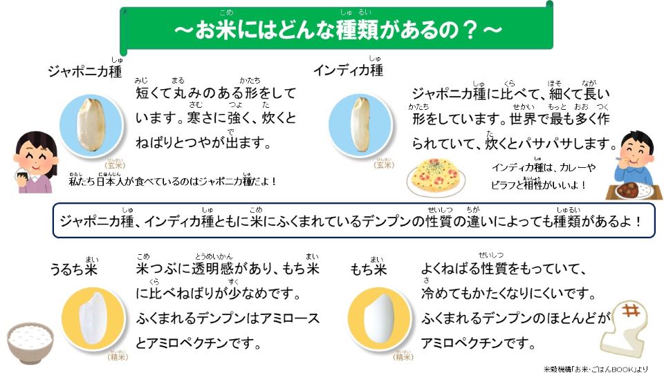 お米にはどんな種類があるの？ジャポニカ種は、ジャポニカ種に比べて細くて長い形、世界で最も多く作られており、炊くとパサパサする。短くて丸みのある形、寒さに強く炊くとねばりとつやが出る。私たち日本人が食べているのはジャポニカ種だよ！インディカ種は、ジャポニカ種に比べて細くて長い形、世界で最も多く作られており、炊くとパサパサする。カレーやピラフと相性がいいよ！ジャポニカ種、インディカ種ともに米に含まれているでんぷんの性質の違いにy掘っても種類があるよ！うるち米は、米粒に透明感があり、もち米に比べねばりが少なめ、デンプンはアミロースとアミロペクチンです。もち米は、よくねばる性質、冷めてもかたくなりにくい、デンプンのほとんどがアミロペクチンです。