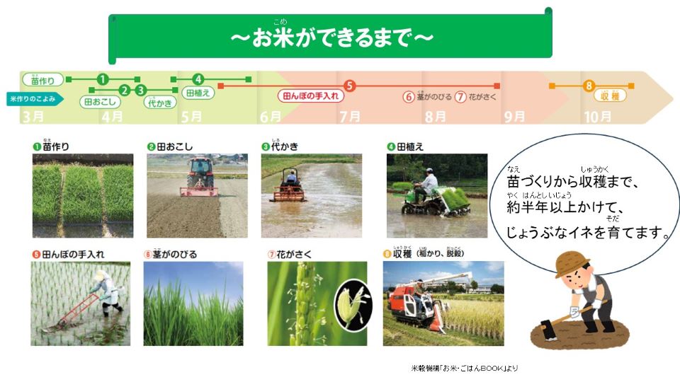 お米ができるまでは、①苗作り（3月）、②田おこし（4月）、③代かき（4月）、④田植え（5月）、⑤田んぼの手入れ（6～7月）、⑥茎がのびる（8月）、⑦花がさく（8月）、⑧収穫（10月）の手順があります。苗作りから収穫まで、約半年以上かけて、丈夫な稲を育てます。