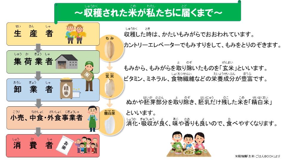 収穫された米が私たちに届くまで。生産者から集荷業者、卸業者、小売、中食・外食事業者、消費者の順番で届くよ。その間お米は、①もみ（収穫時はかたいもみがらで覆われており、カントリーエレベーターでもみすりをしてもみをとりのぞく）、②玄米（もみがらを取り除いたもの。ビタミン、ミネラル、食物繊維などの栄養成分が豊富）、③精白米（ぬかや胚芽部分を取り除き、胚乳だけ残した米。消化・吸収が良く、味や香りも良い）と段階を踏んで私たちのいつも食べる白米にされます。