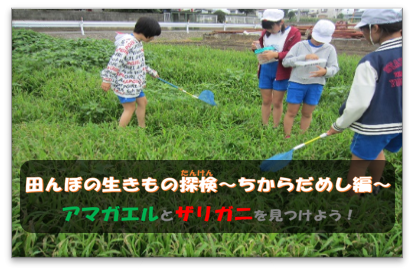 田んぼの生き物探検~力だめし編~リンク画像