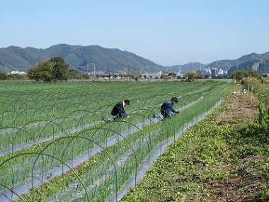  合同会社ど根性ファーム