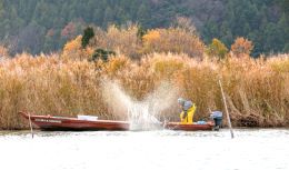 三方湖400年以上の歴史を有するフナ・コイ漁「たたき網漁」