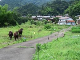 美方郡香美町村岡区熊波の風景